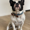 Dog and Cat Bow Ties