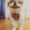 Dog and Cat Bow Ties - Image 3